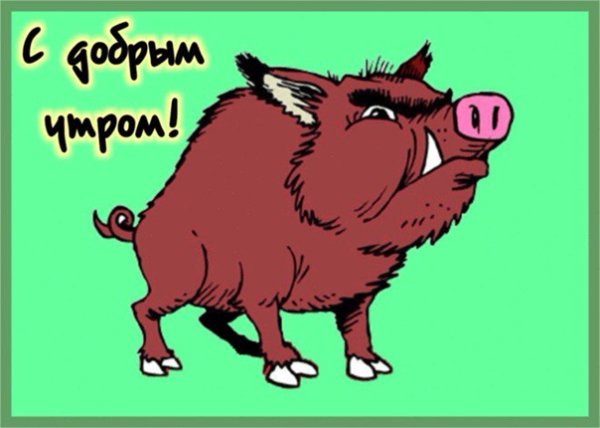 Лицо кабана и доброго