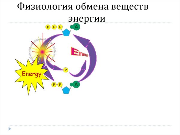 Обмен веществ и энергии физиология