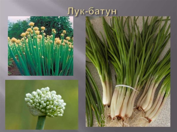 Лук батун культурное растение