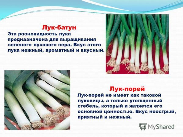 Лук батун Валдай