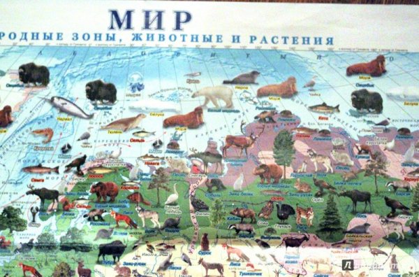 Растительный и животный мир России карта