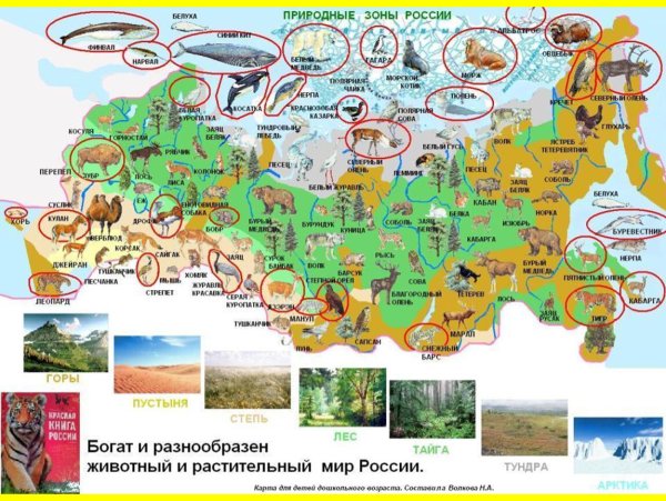 Карта природных зон России с животными