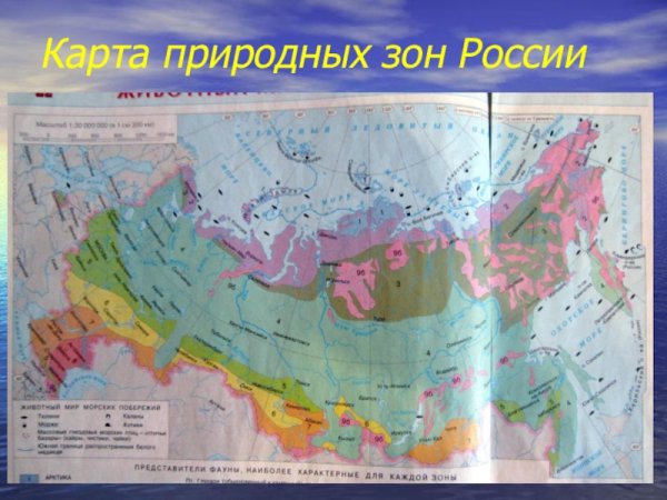 Природные зоны России атлас 8 класс география