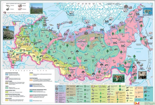 Растительный и животный мир природных зон России карта