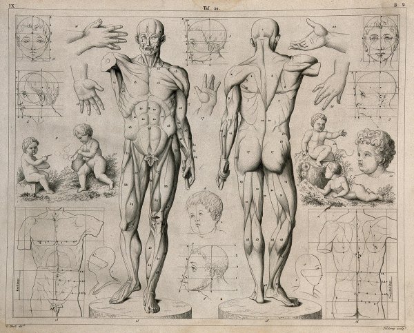 Анатомия человека для художников