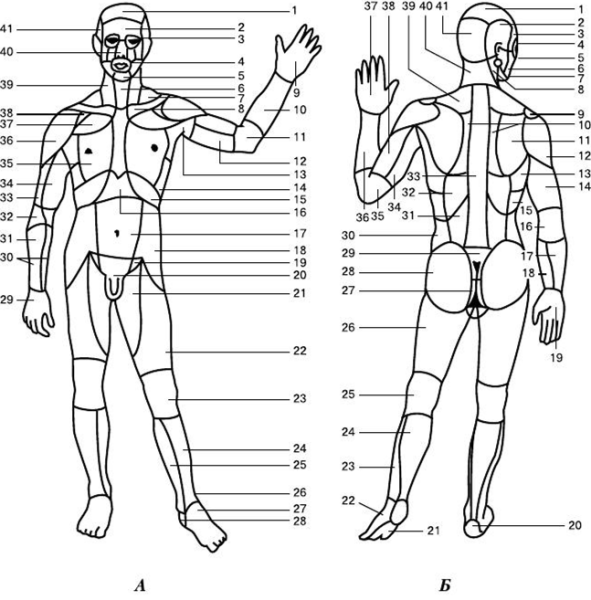 Схема наружного строения тела человека вид спереди