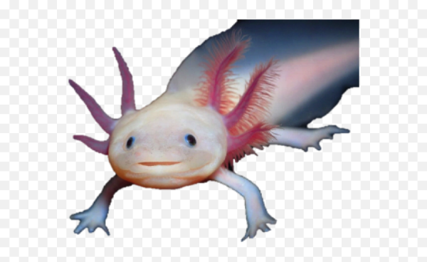 Pokemon аксолотль