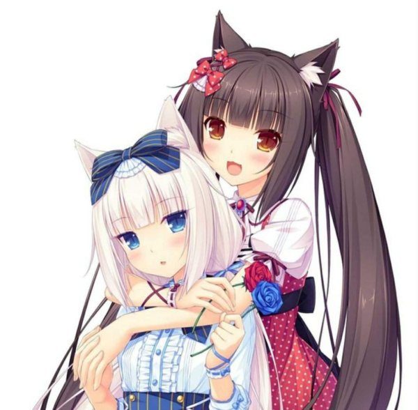 Кошачий рай Чокола
