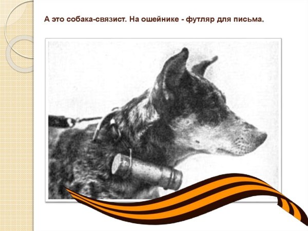 Арты собаки герои вов (50 фото)