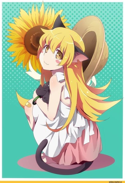 Шинобу Ошино Neko