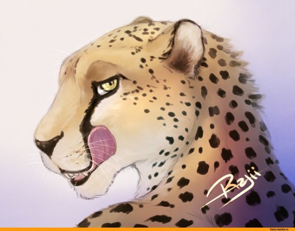 Furry rajii