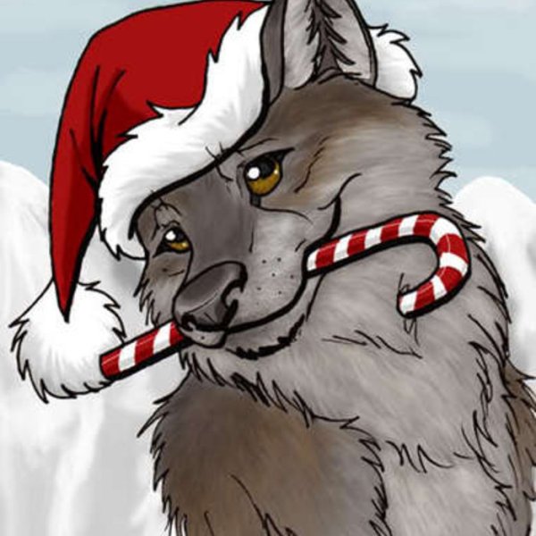 Волк в новогодней шапке