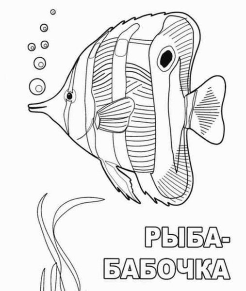 Рыба бабочка раскраска