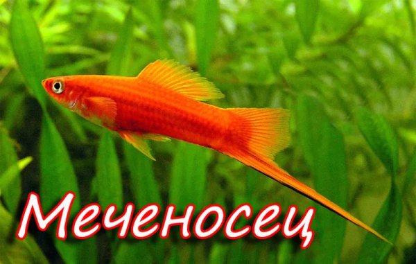 Меченосец для детей