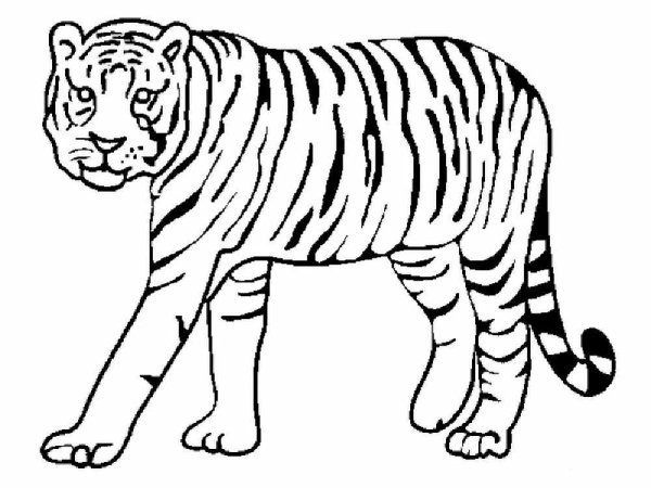 Тигр. Раскраска