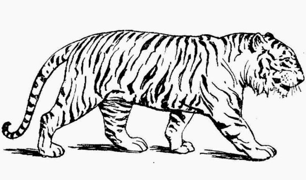 Раскраски амурского тигра из красной книги (48 фото)