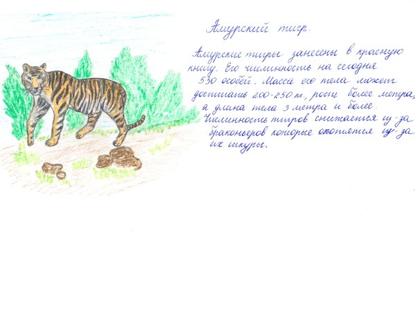 Раскраска Амурский тигр из красной книги