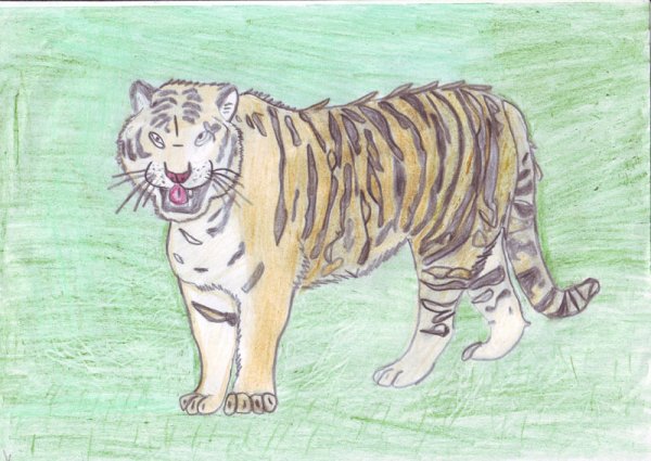 Рисунок Амурского тигра