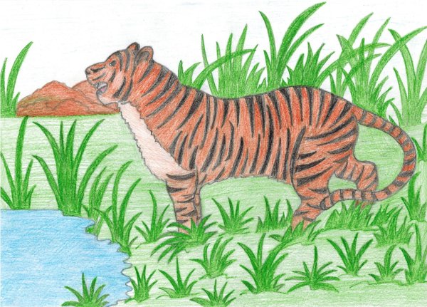 Рисунок Амурского тигра