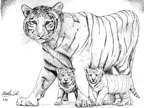 Раскраски настоящий тигр (46 фото)