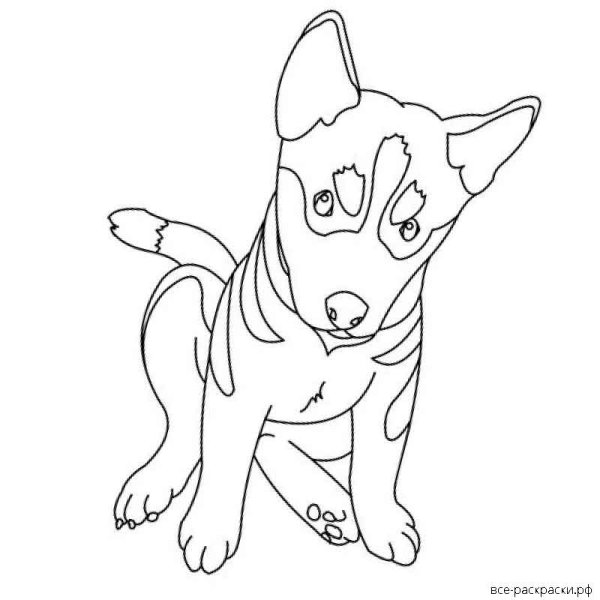 Раскраски немецкий щенок (48 фото)