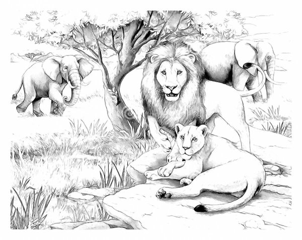 Раскраски африканский лев (48 фото)