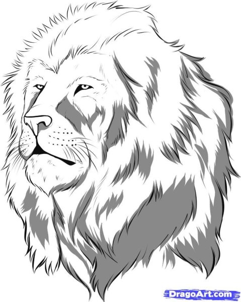 Лев для рисования