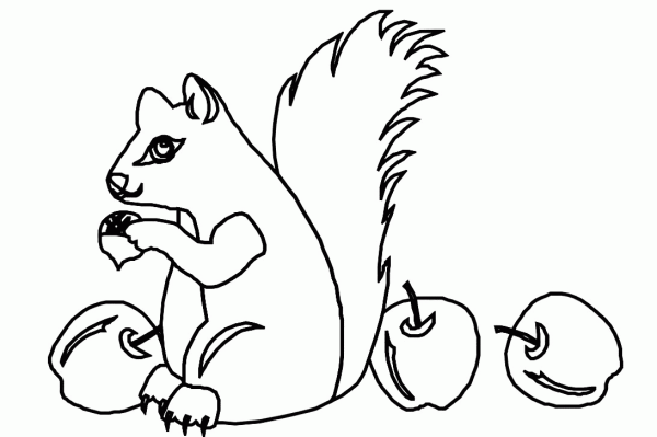 Белка раскраска