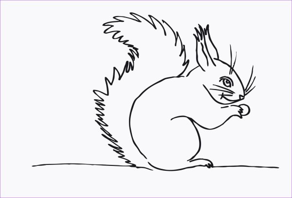 Белка раскраска для детей