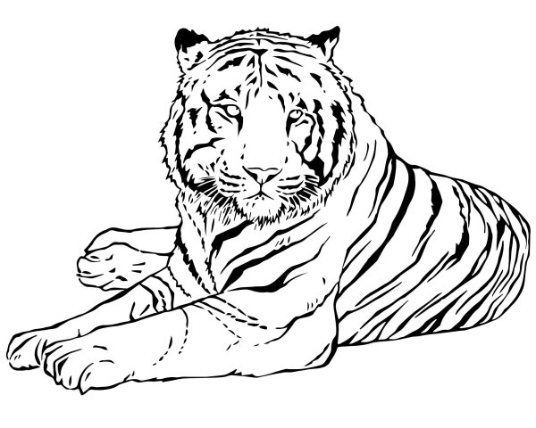 Раскраски белого тигра (48 фото)
