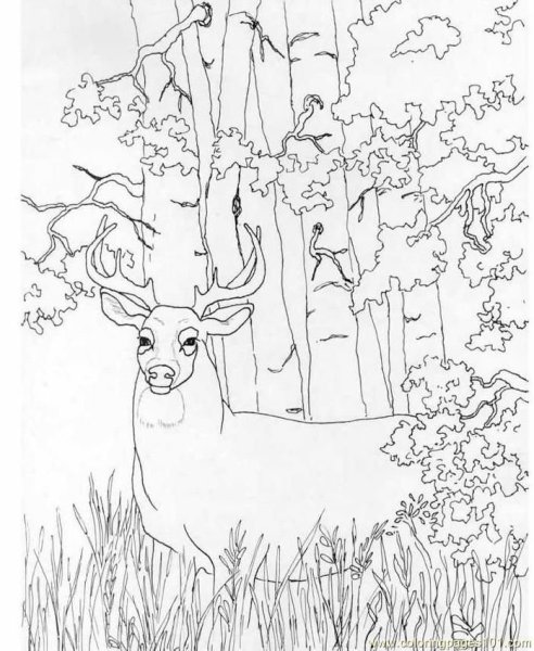 Rombi Bambi раскраска