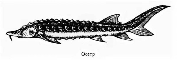 Сибирский осетр рисунок