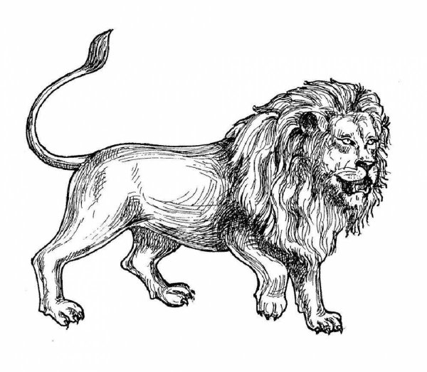Раскраска Лев