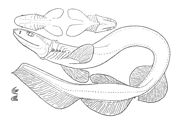 Морские хищники раскраска