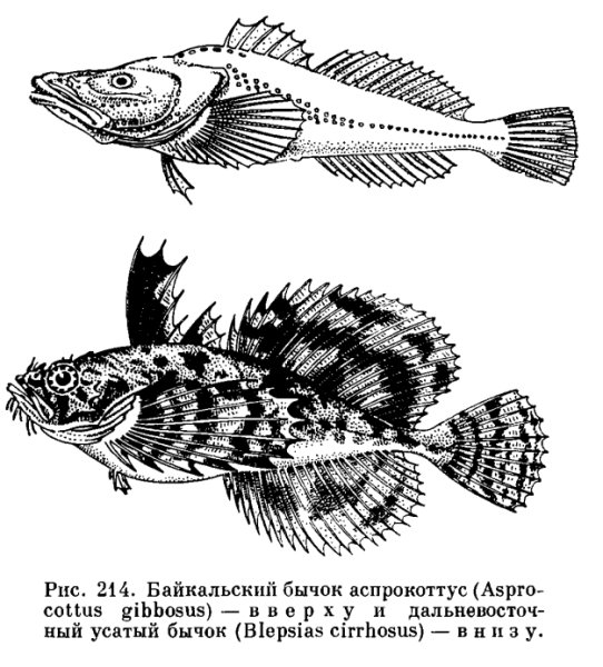 Abyssocottus elochini