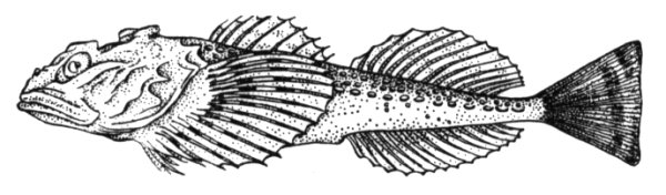 Myoxocephalus quadricornis