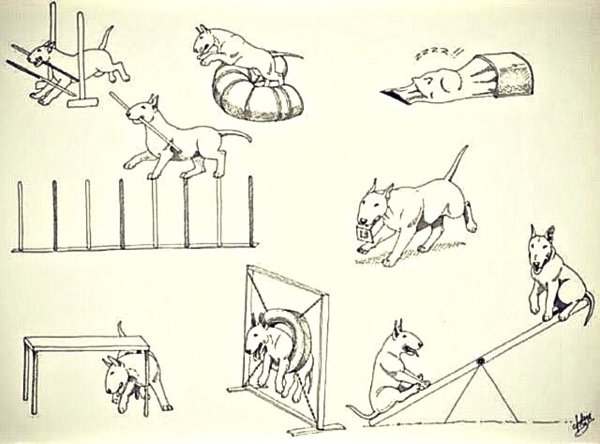 Аджилити рисунок
