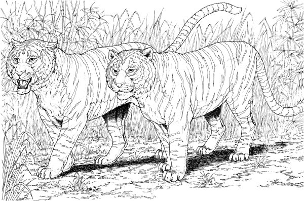 Раскраски великий тигр (47 фото)