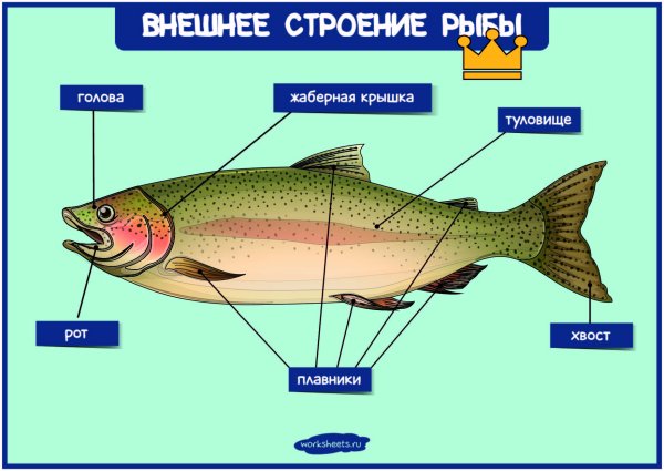 Строение рыбы