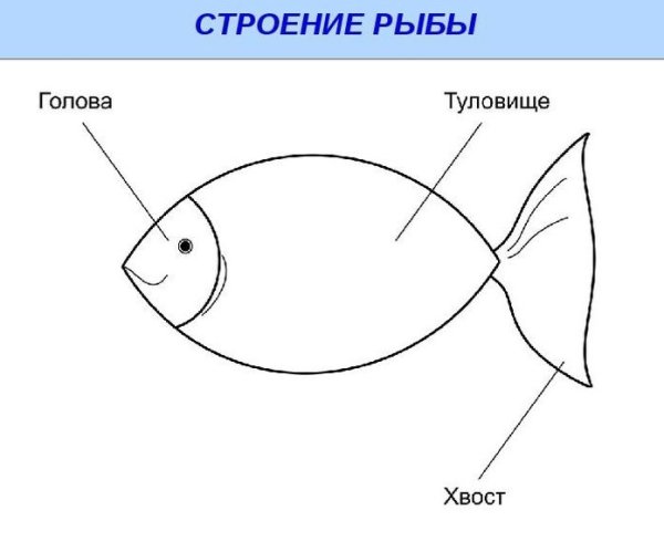 Строение рыбы для дошкольников
