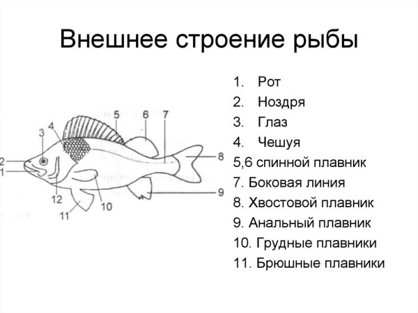 Надкласс рыбы внешнее строение
