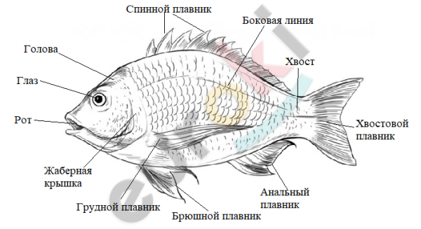 Изучение внешнего строения рыбы