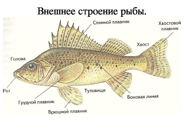 Внешнее строение рыбы биология