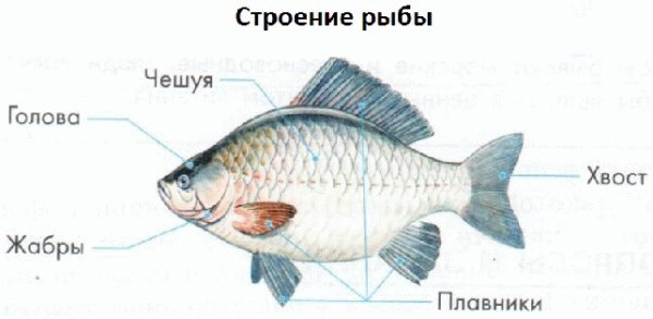 Схема строения рыбы 2 класс