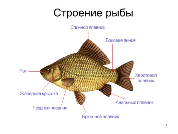 Внешнее строение карася