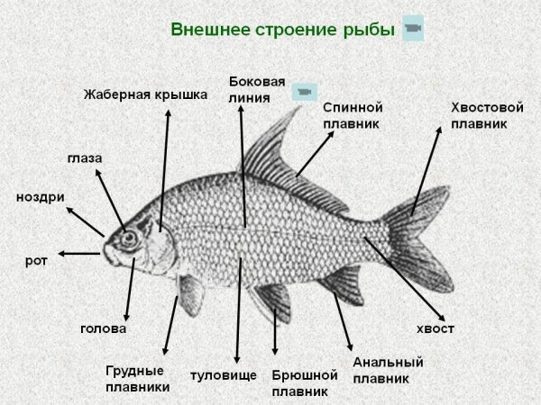 Внешнее строение костных рыб