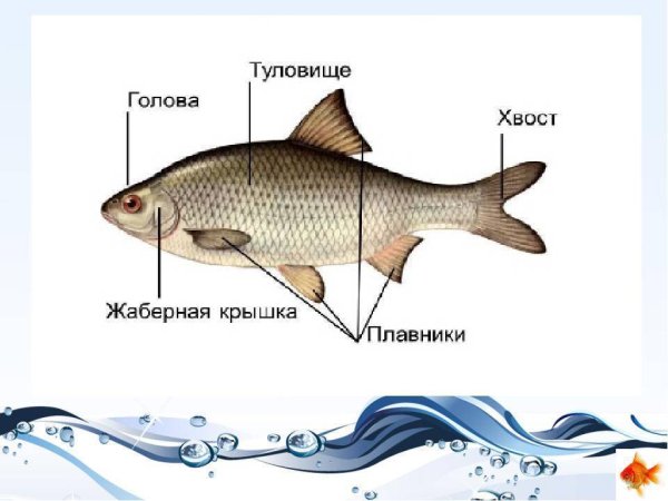 Части тела рыбы