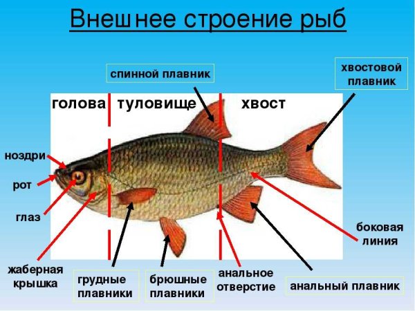 Схема внешнего строения рыбы