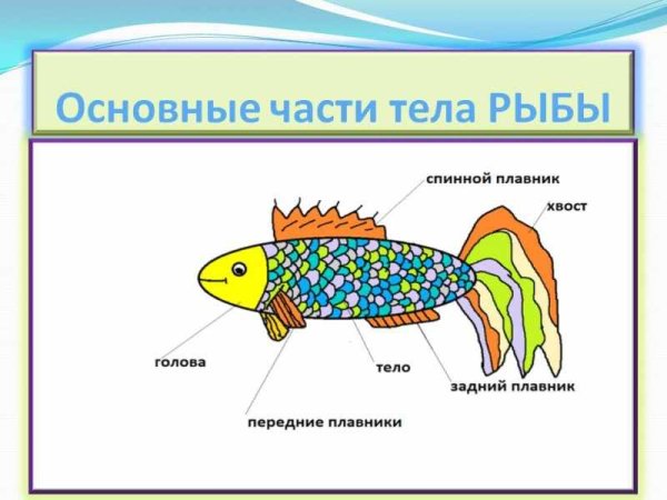Внешнее строение аквариумных рыбок