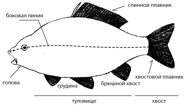 Внешнее строение рыбы части тела